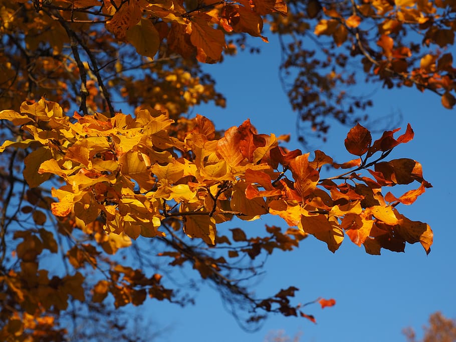 brown leaves, branch, leaves, beech, fall foliage, golden, fall color, colorful, beech leaves, autumn