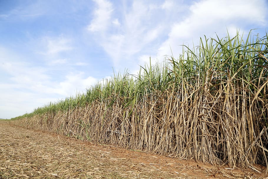 reed bed, the sugar cane-of-sugar, crop, agricultural, farm, harvester, harvest, brazil, goiás, agriculture