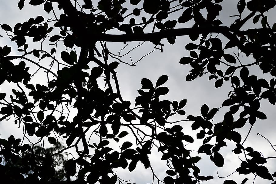 daun hitam, awan, berhantu, misteri, cukup, Sri Lanka, Mawanella, Ceylon, tanaman, sudut pandang rendah