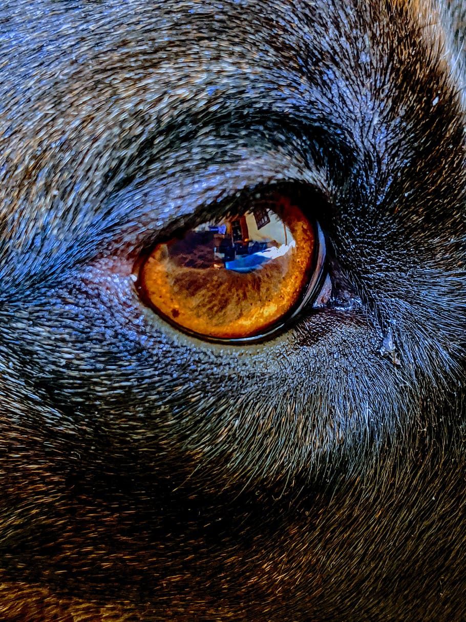 dog eye, eye, brown eye, animal eye, reflection, dog, animal, animal  themes, one animal, close-up | Pxfuel