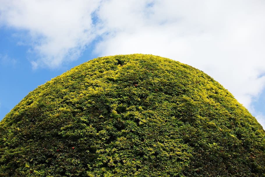 hedge, round, topiary, mound, shape, form, green, outline, hill, bump