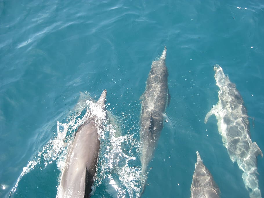 dolphins, ocean, blue, pacific, bottlenose, water, sea, swimming, underwater, nature
