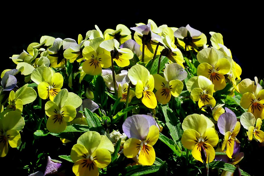 pansies, flowers, colorful, spring, garden, nature, the petals, blooming, closeup, decorative