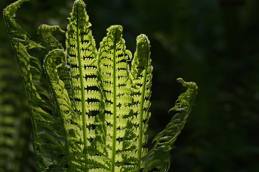 selective, focus photography, green, leafed, fern plant, fern, fiddlehead, vessel sporenpflanze, plant, structure