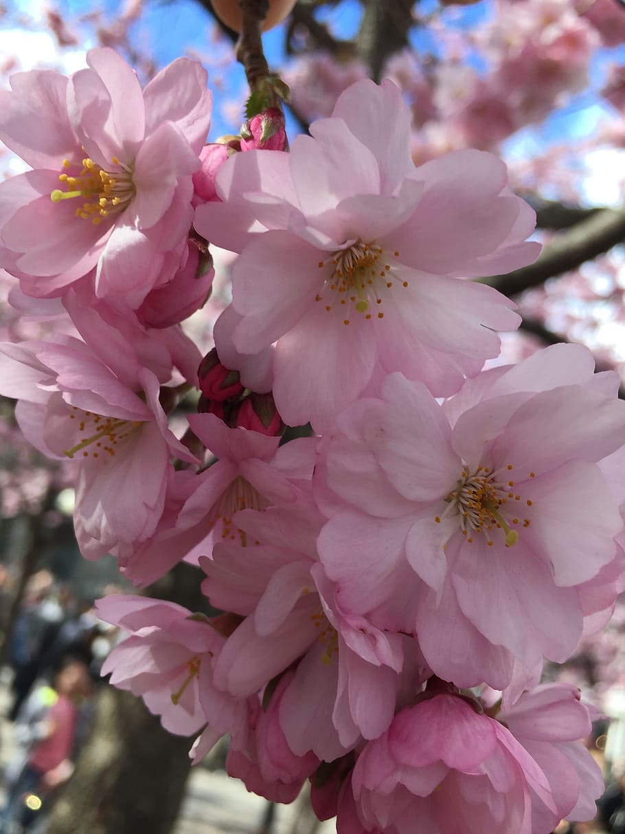 花 枝 桜 植物 木 開花植物 脆弱性 ピンク色 鮮度 自然の美しさ Pxfuel