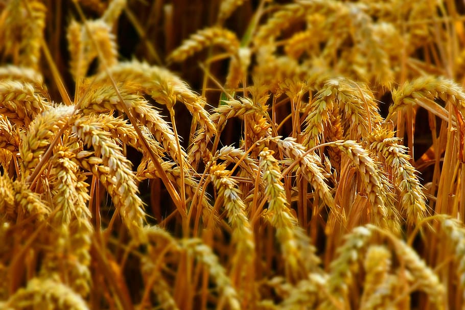 gandum pada siang hari, gandum, ladang gandum, lonjakan gandum, lonjakan, sereal, garapan, pertanian, panen, makanan