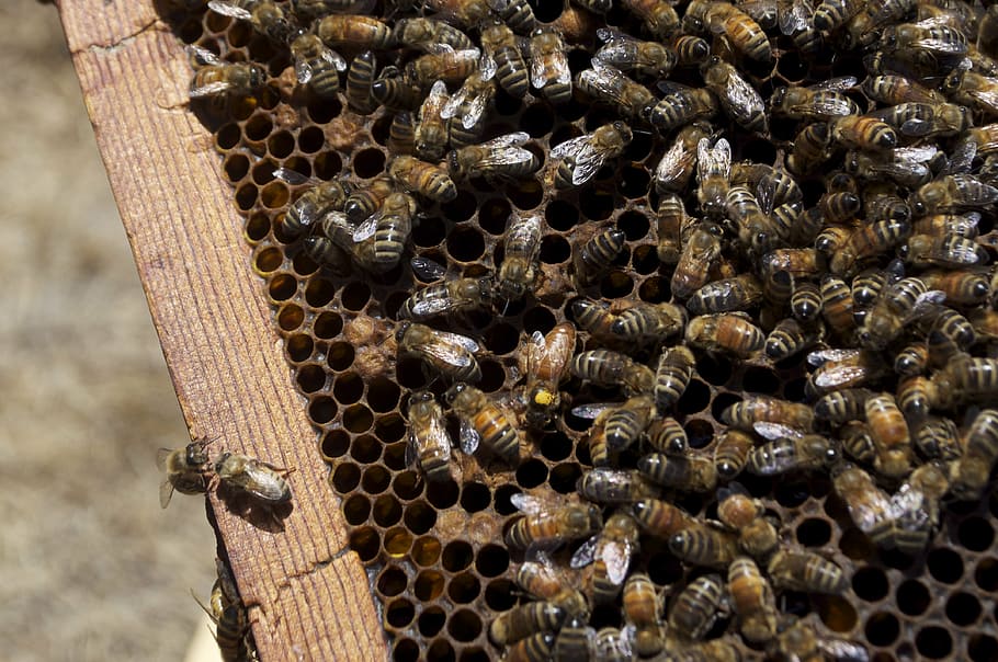 honeybees, honey, honeybee, honey jar, bee, insects, bees, insect, honey for sale, beekeeper