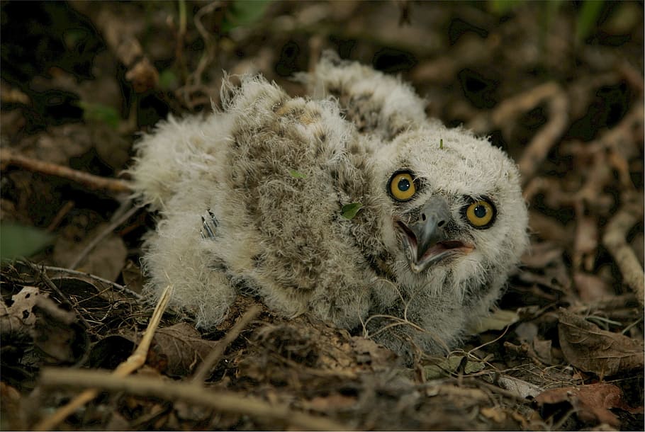 Baby, Owl, Great Horned, Nest, baby owl, young, feathers, outdoors, staring, owlet