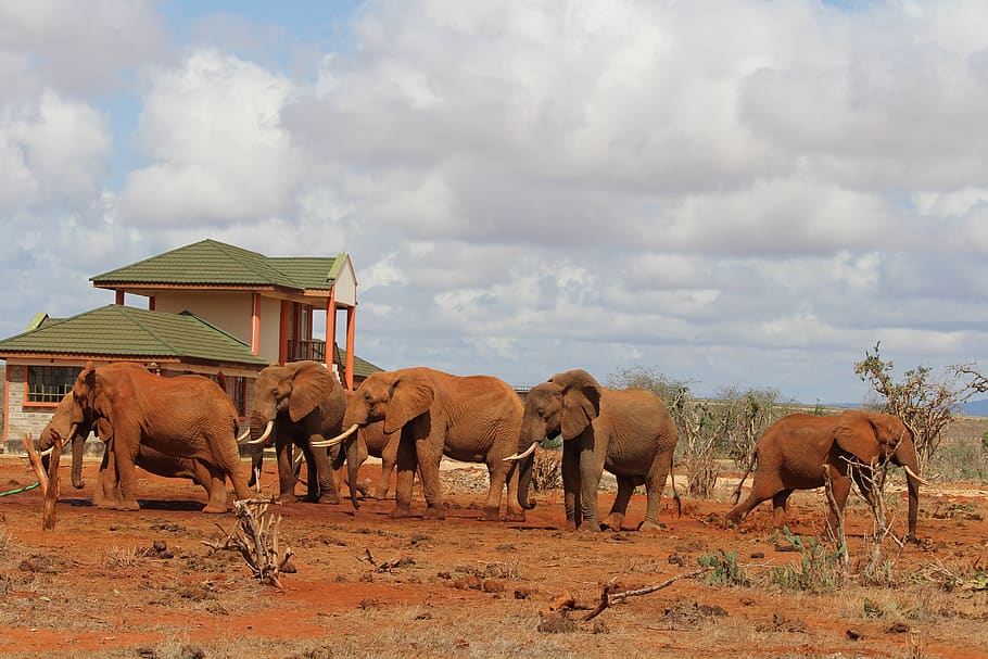 elephant, water hole, africa, tsavo east, national park, cloud - sky, group of animals, animal, animal themes, mammal