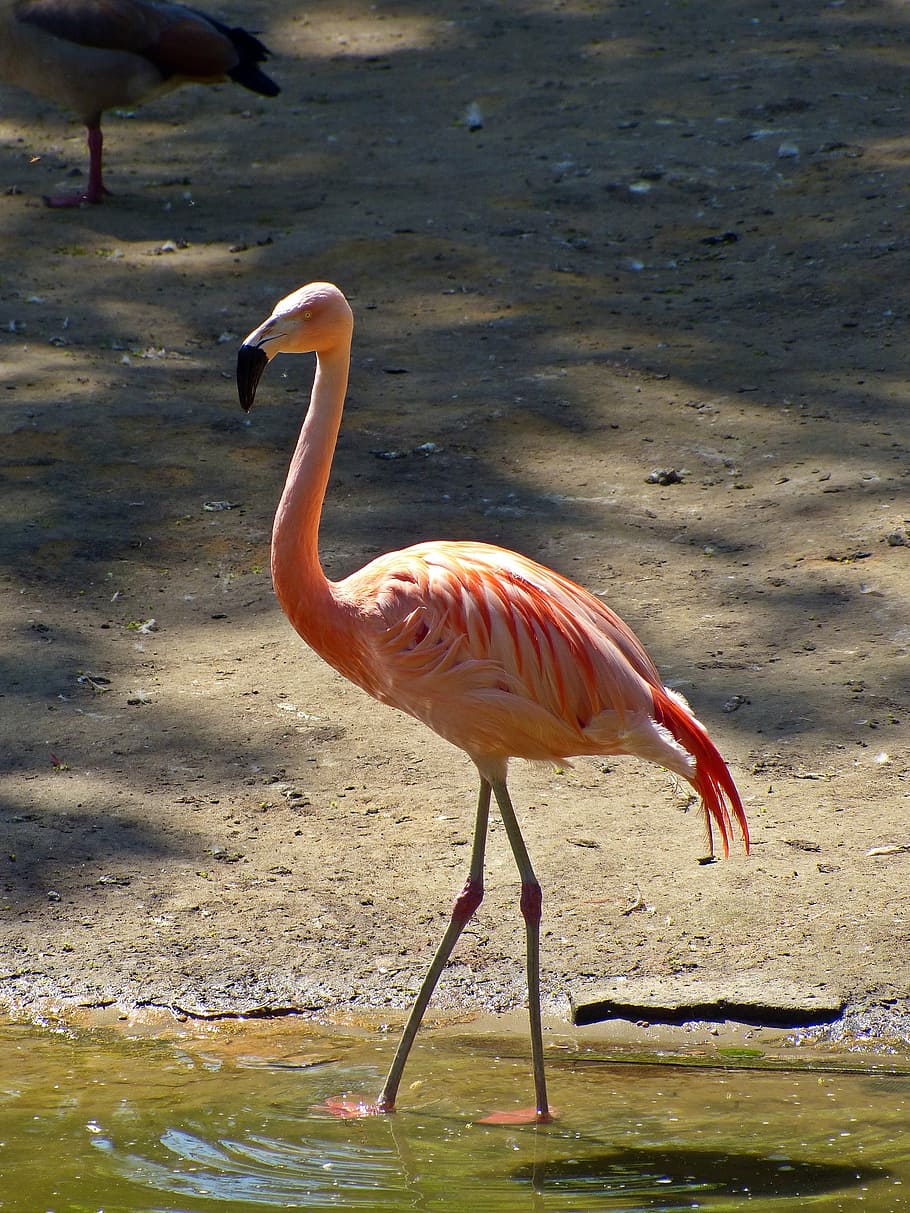 flamingo in water, flamingo, bird, nature, pink, feather, plumage, exotic bird, spring dress, wildlife
