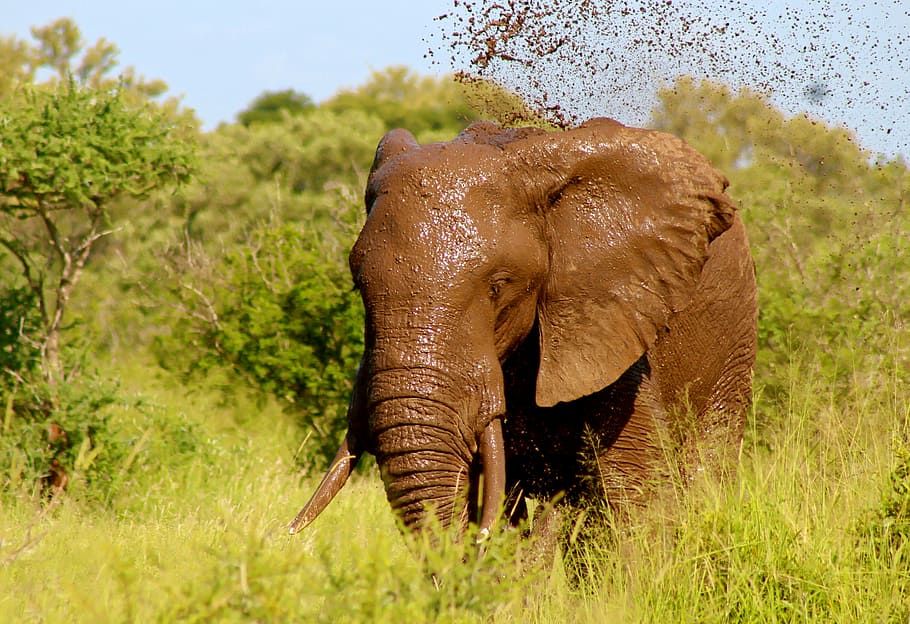 brown, elephant, forest, daytime, wild, animal, mud, spray, water, nature