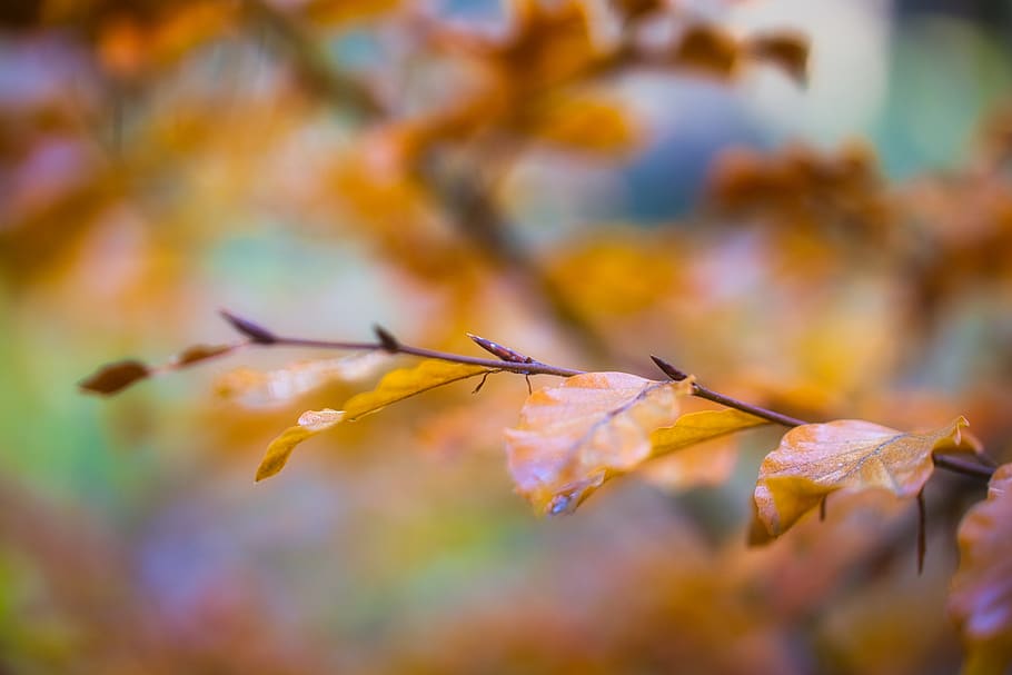 macro, branch, engine, leaves, autumn, nature, close up, hell, lifestyle, bud