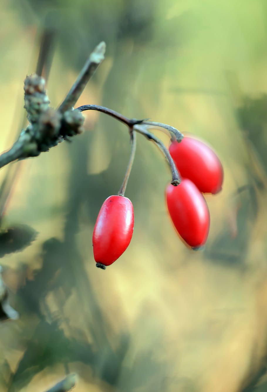 selective, focus photography, red, berry fruit, barberry, berberis thunbergii, berries, lichtspiel, color, natural hedge