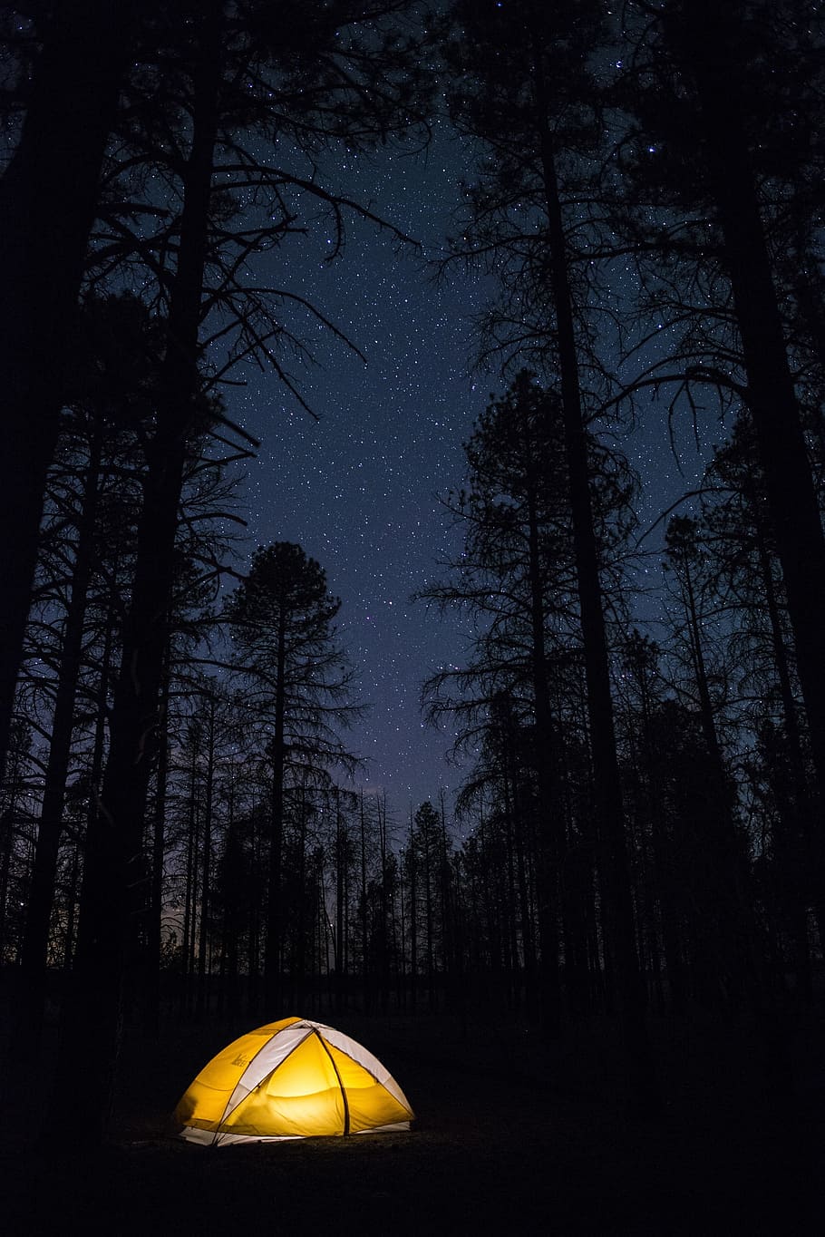 yellow, white, outdoor, tent, tree, night, camping, recreation, lifestyle, fun