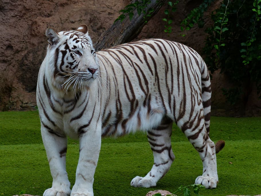 putih, harimau, tanah, harimau bengal putih, agung, predator, kucing, berbahaya, kucing liar, kucing besar
