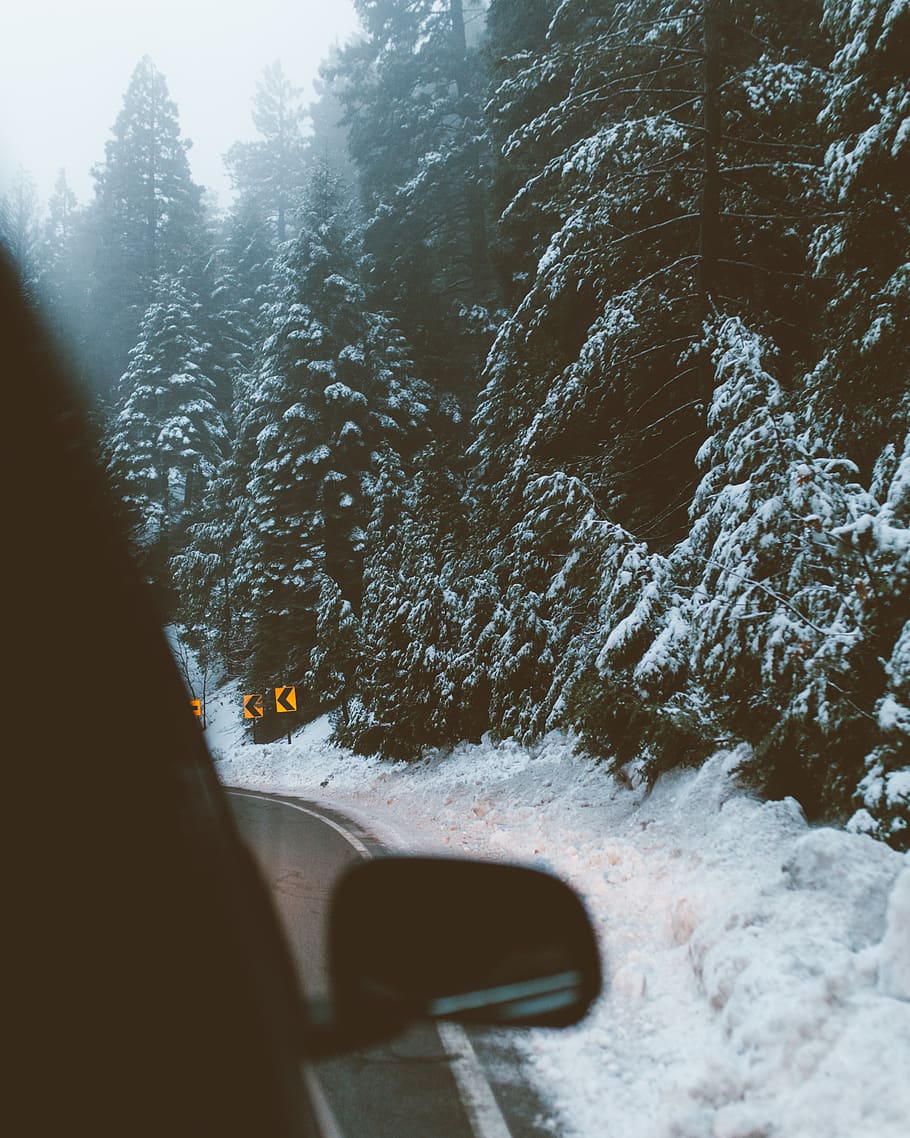 salju, musim dingin, putih, dingin, cuaca, es, pohon, tanaman, alam, perjalanan