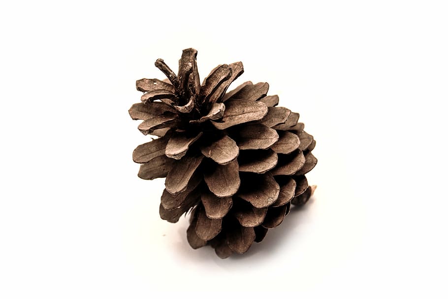 pinecone, white, surface, bread, nature, white background, christmas, pine Cone, brown, decoration
