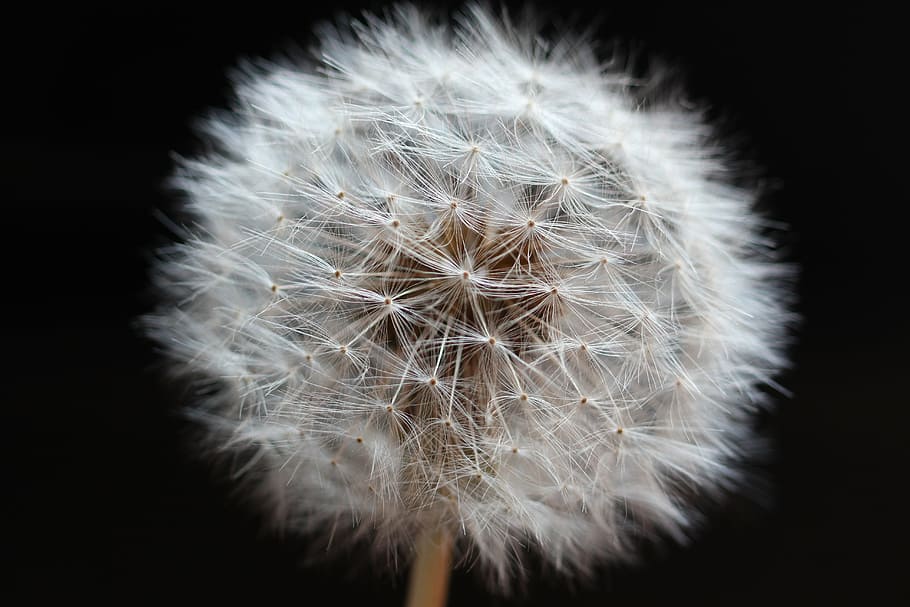 white, dandelion seed head, close-up photography, dandelion, flower, plant, nature, blow, stem, softness