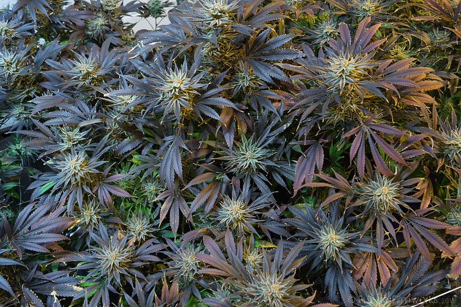 maroon, green, plants, outdoor, Marijuana, Cannabis, Marihuana, Weed, ganja, medicine