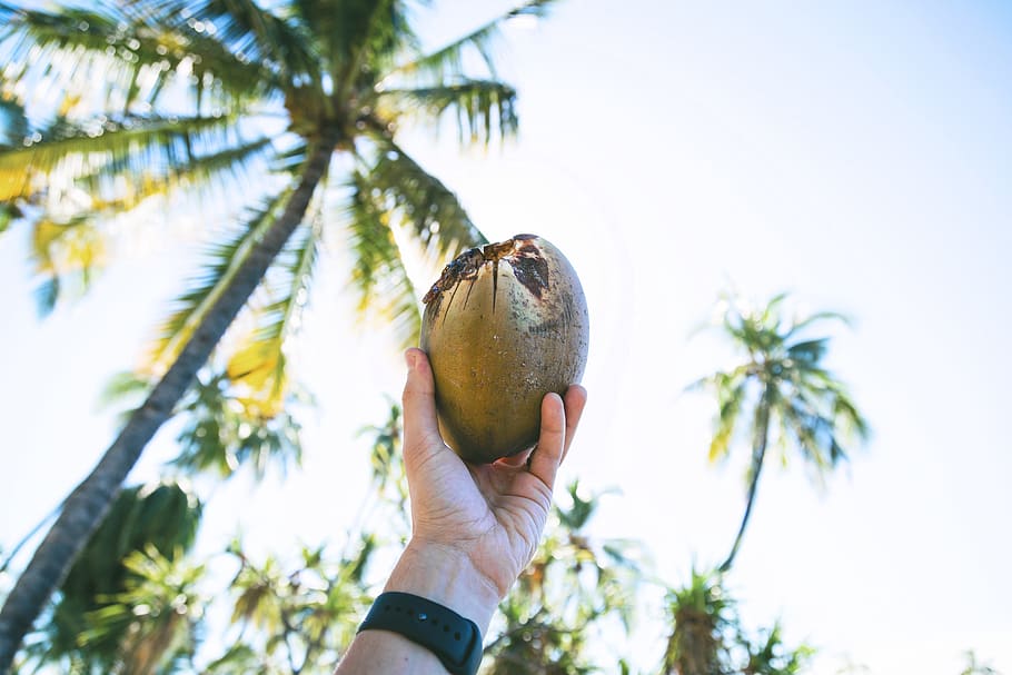 coconut, fruit, tree, plant, food, sky, farm, field, hand, watch