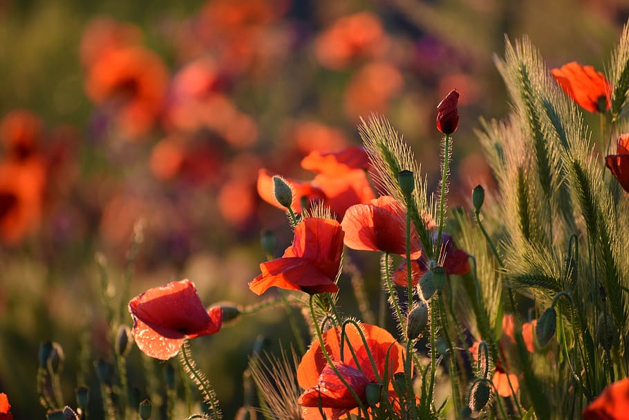 amapola roja, tarde, puesta del sol, floración, hora dorada, flor, prado, campo, primavera, naturaleza