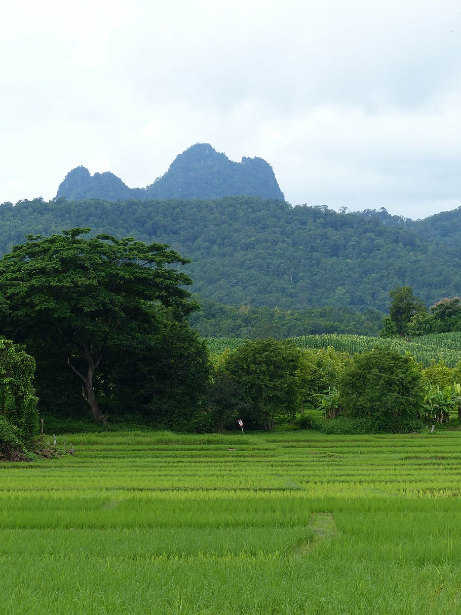 doi tao, mountain, lampang, thailand, plant, tree, landscape, tranquil scene, environment, scenics - nature