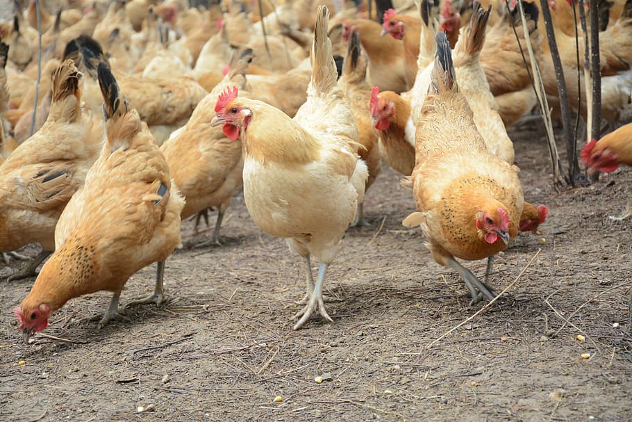 chicken, forest stocking, Chicken, forest stocking, bird, chicken - Bird, farm, agriculture, animal, livestock, poultry