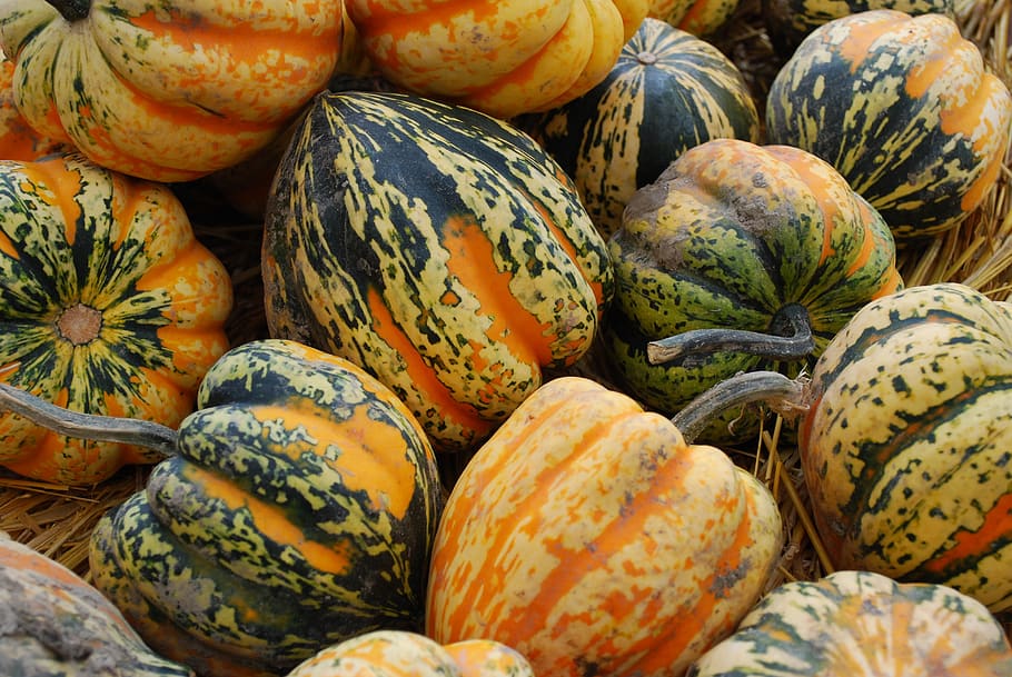 acorn squash, musim gugur, sayur, panen, makanan dan minuman, makanan, makan sehat, kesegaran, kesejahteraan, pasar
