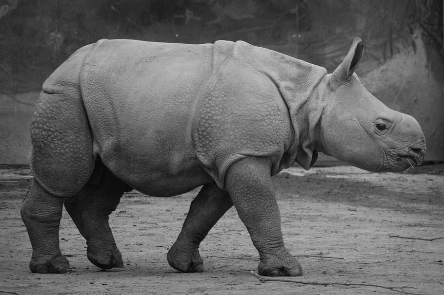 rhino, baby rhinoceros, animal, mammal, calf, black And White, rhinoceros, large, nature, animal themes