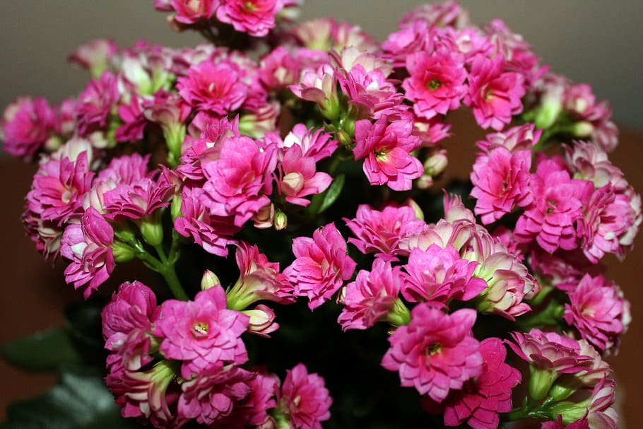 カランコエ, 植木鉢, ピンク, 小さな花, 花, マイナー, 自然, 飾り, 開花植物, 植物