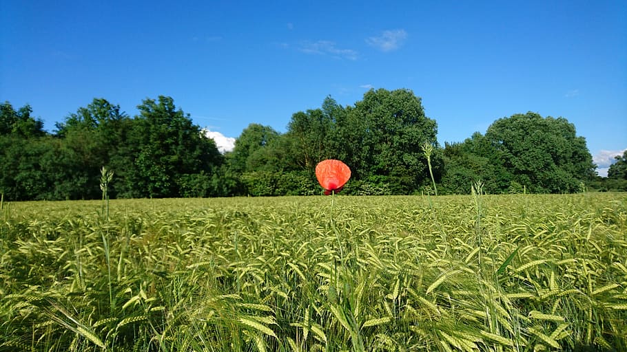 Poppy, Self-Confidence, themselves apart, field, green, wheet, wheat, cereals, summer, day