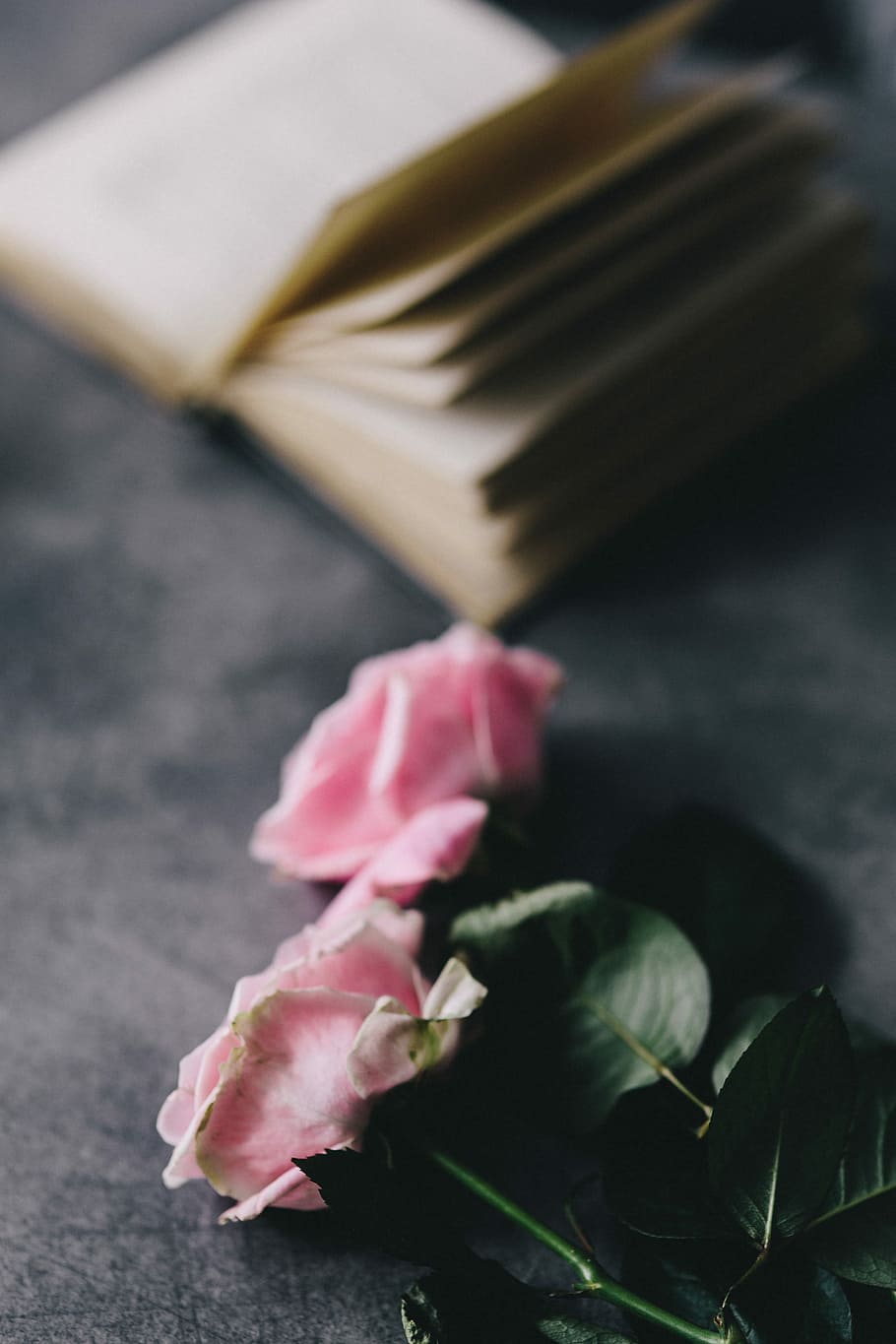 indah, mawar, buku, kopi, interior, beristirahat, bersantai, penting, membaca, waktu