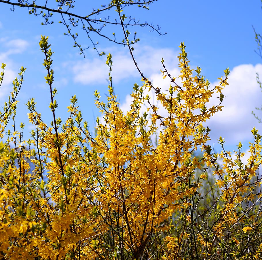 Forsythia, Gold, Lilac, gold lilac, blütenmeer, spring, yellow, blossom, bloom, golden bells