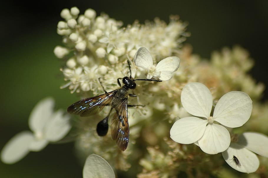 black wasp, white flowers, insect, thin, talia, wing, nectar, pollination, pollen, petals