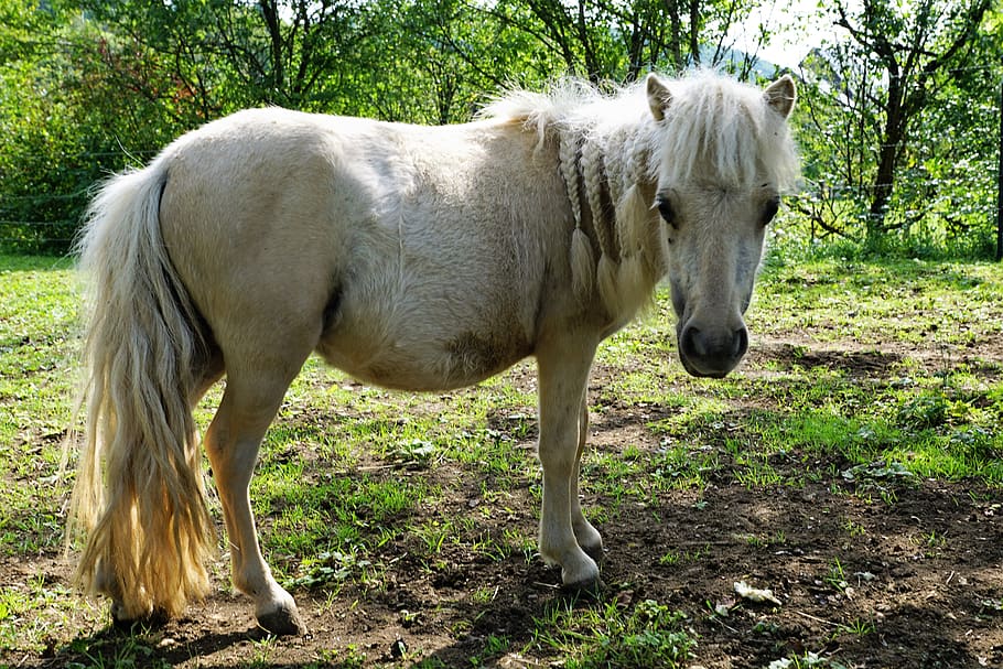 pony, horses, mold, eye, monteaura, equestrian, autumn, gallop, ride, dom