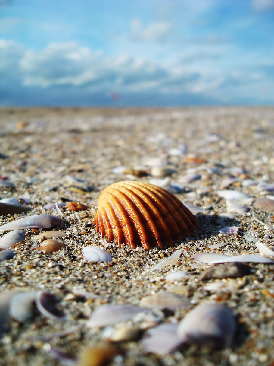 brown, conch shell, seashore, beach, shell, sand, sea, land, nature, animal wildlife
