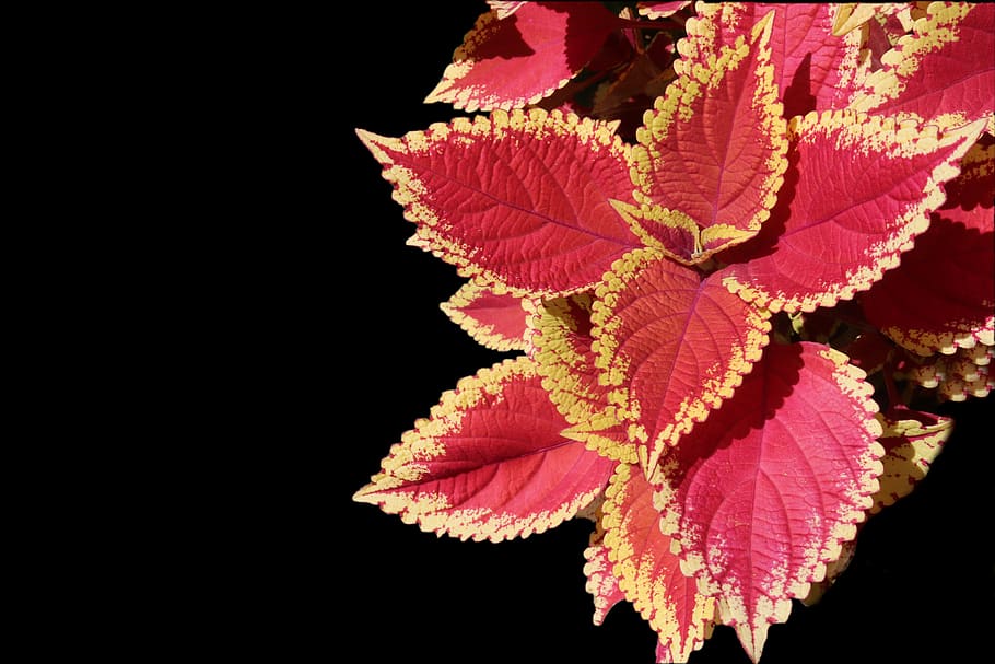 coleus, annual plants, foliage, colorful, yellow, red, light, lamiaceae, leaves, variegated