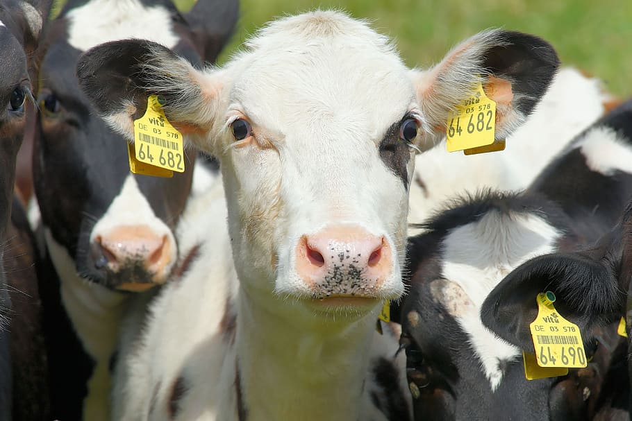 fotografía de profundidad, blanco, cabra, vaca, animal joven, pied negro, agricultura, lindo, ganado, pasto