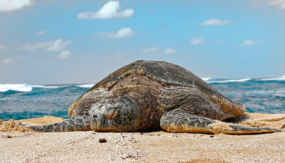 Tartaruga verde, grande, tartaruga, beira-mar, céu, mar, agua, réptil, animais selvagens, animais