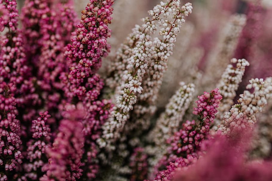 heath, heather, pink, white, plant, Erica, -, common, names, tanaman berbunga
