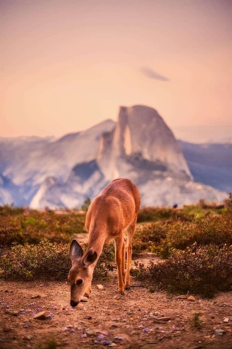 deer, animal, wildlife, yosemite national park, california, tourism, mountains, nature, outdoors, mammal