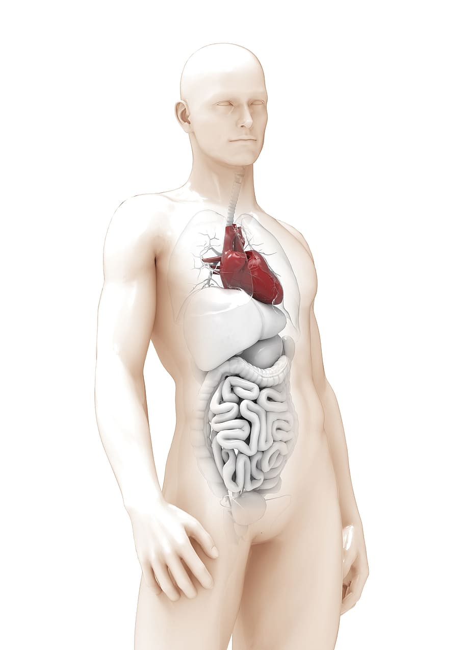 hombre, la anatomía de un corazón, modelo 3d, órgano, grueso, mujer, niño, niña, tiro del estudio, fondo blanco
