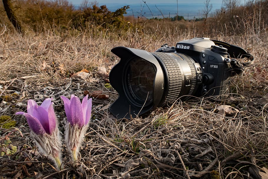 camera, nikon, nature, photograph, slr camera, flower, pasqueflower, plant, photography, lens
