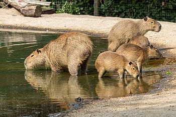 Royalty-free capybaras photos free download | Pxfuel