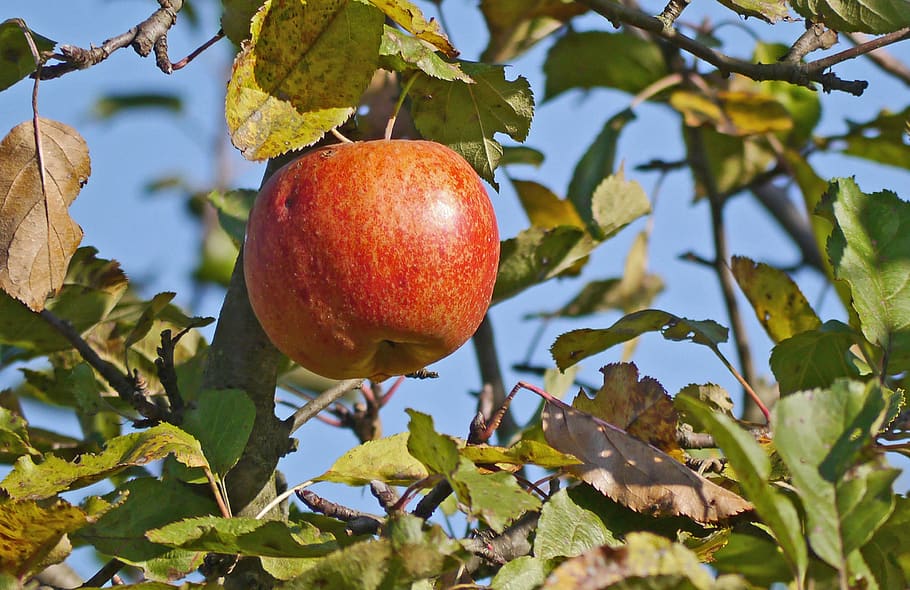 apple, ripe, autumn, harvest, fresh, red, healthy, fruit, vitamins, delicious