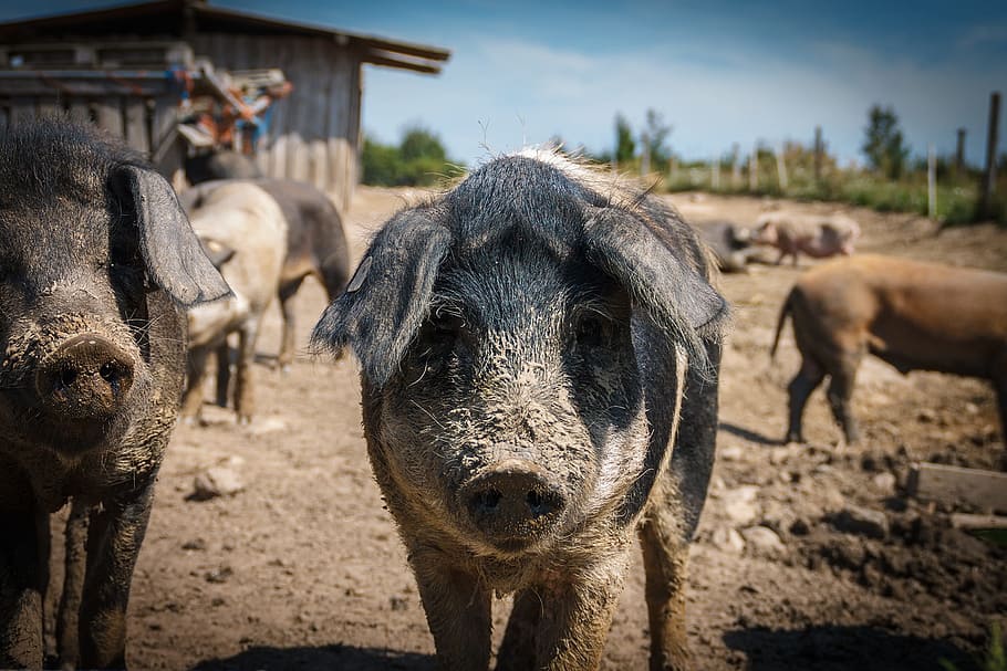 shallow focus boar, pigs, animals, sow, mammal, happy pig, farm, dirty, livestock, mangalitza