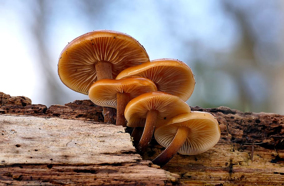 Flammulina velutipes, brown mushrooms, mushroom, fungus, vegetable, toadstool, food, food and drink, plant, edible mushroom