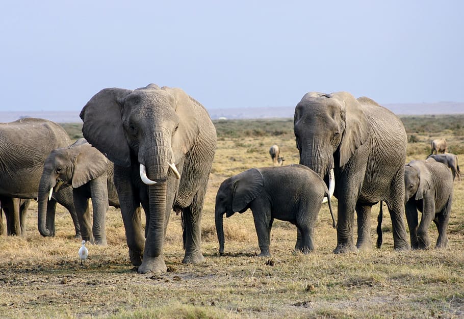 herd, elephants, walking, grass field, africa, kenya, safari, amboseli, elephant, animals in the wild