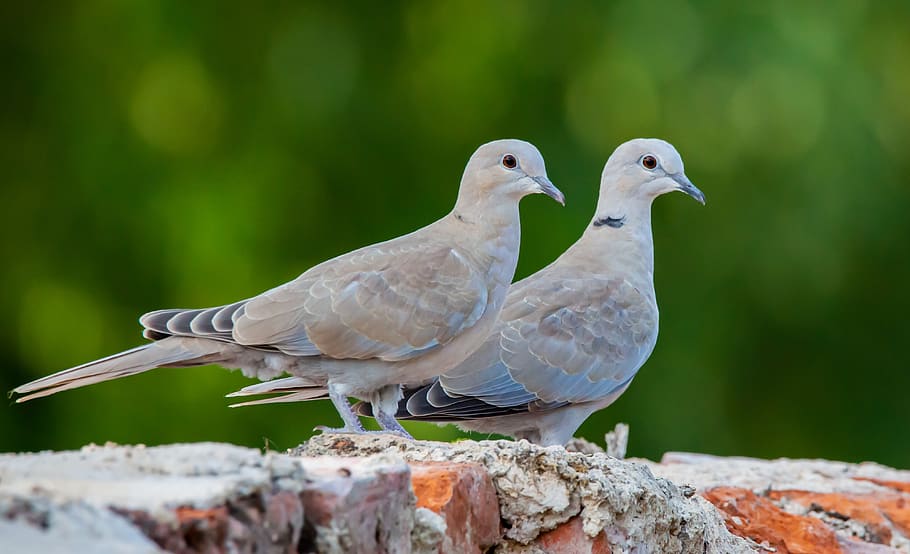ringed doves, doves, wildlife, feathers, birds, avian, pigeon, garden, nature, fauna