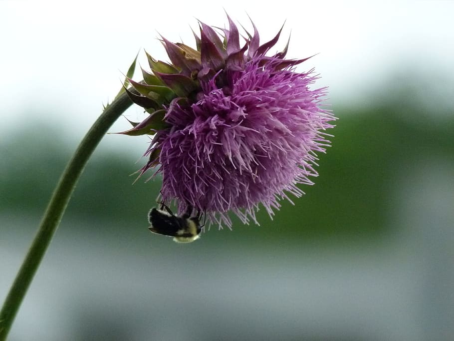 Bumble Bee, Bee, Thistle, bumble, milk thistle, serangga, bunga, penyerbukan, bumble-bee, madu